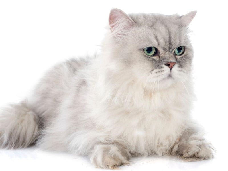 These unique little cat are have lots of luscious long hair and a cute round face to boot.