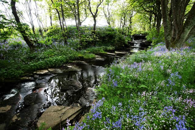 The bluebell covered grounds of Woodwick House in Orkney (Picture: Andrew Milligan/PA)