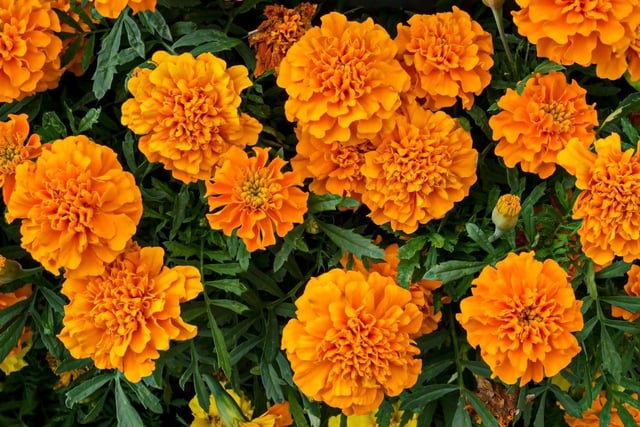 Marigolds are one of the easiest plants to grow from seed in a window box - saving you cash and giving you the satisfaction of rearing them until they flower into bright yellow and orange blooms.