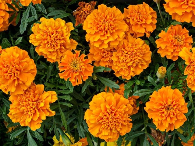 Marigolds are one of the easiest plants to grow from seed in a window box - saving you cash and giving you the satisfaction of rearing them until they flower into bright yellow and orange blooms.
