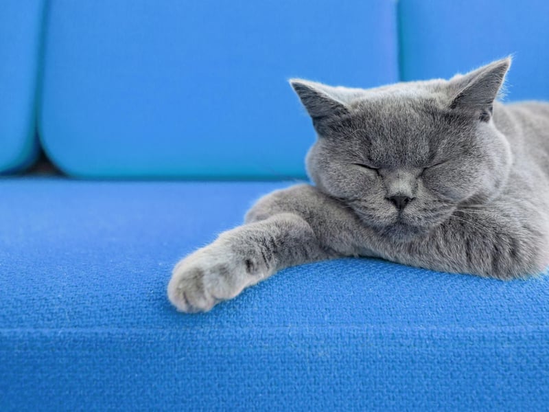 Cats are notorious for being mischievous - so it's no surprise that Loki, the Norse god of mischief, is a top five name for lockdown kitten.