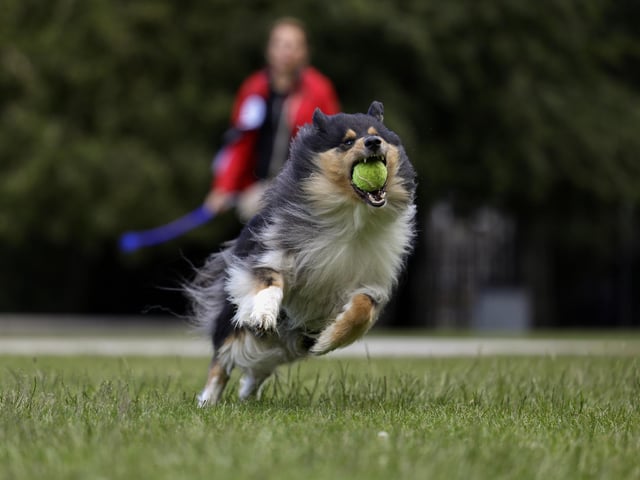 MSP and former SNP leadership contender Ash Regan and Lexie take part in Holyrood Dog of the Year competition. Picture: Jeff J Mitchell/Getty Images