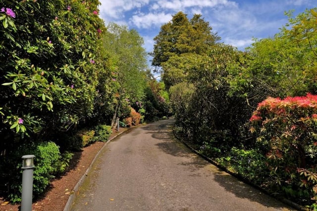The meandering driveway is lined with mature rhododendrons.