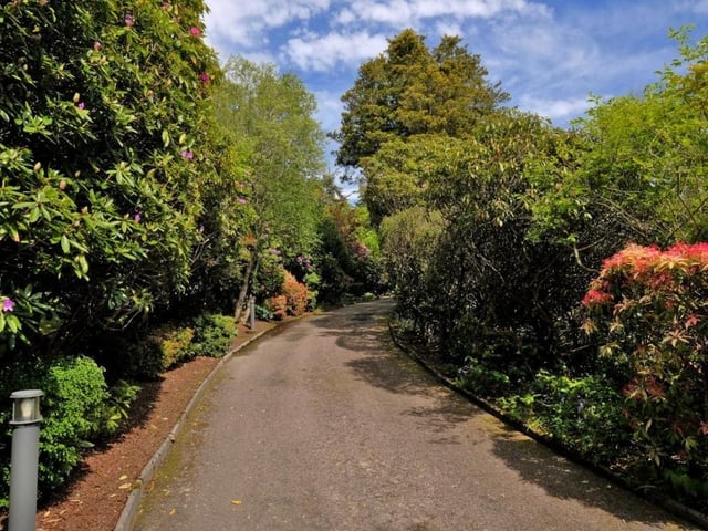 The meandering driveway is lined with mature rhododendrons.
