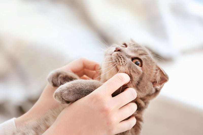 Cats love to be high up to rest and observe, so shelving or free-standing cat trees are great investments. Shelving on your wall with cosy boxes to investigate keeps them happy and relaxed. Make sure they stand firm and are well secured.