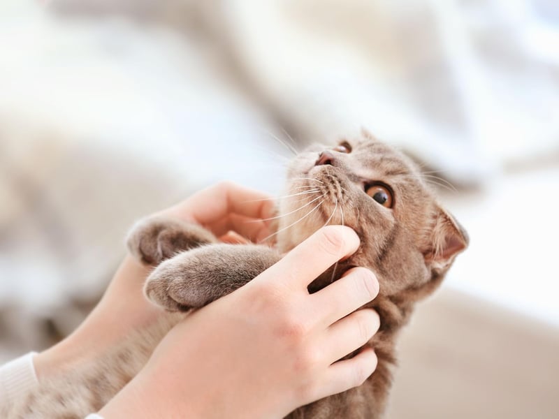 Cats love to be high up to rest and observe, so shelving or free-standing cat trees are great investments. Shelving on your wall with cosy boxes to investigate keeps them happy and relaxed. Make sure they stand firm and are well secured.