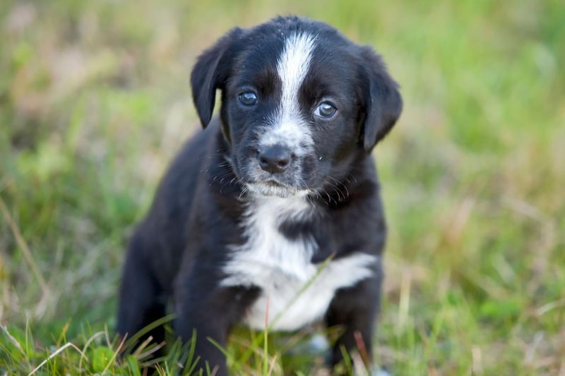 Consider investing in a GPS tracking collar, this will allow you to know your dog's location at all times.