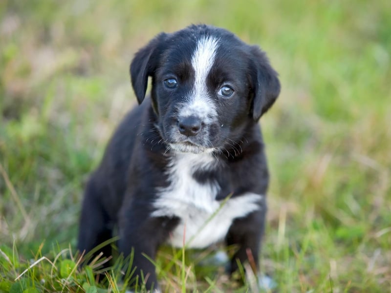 Consider investing in a GPS tracking collar, this will allow you to know your dog's location at all times.