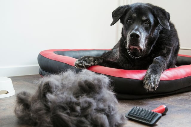 If you have allergies or don't want to spend extra time hoovering, there are certain dog breeds to avoid.