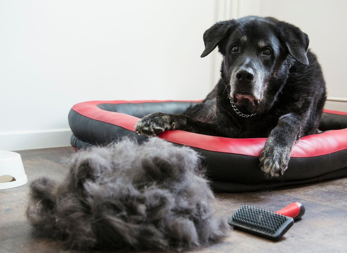 what dog has hair not fur