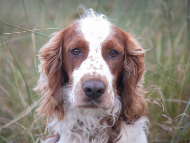 The Springer Spaniel will never worry about being alone if it has some loud guitars to keep it company. These are dogs that just want to rock out.