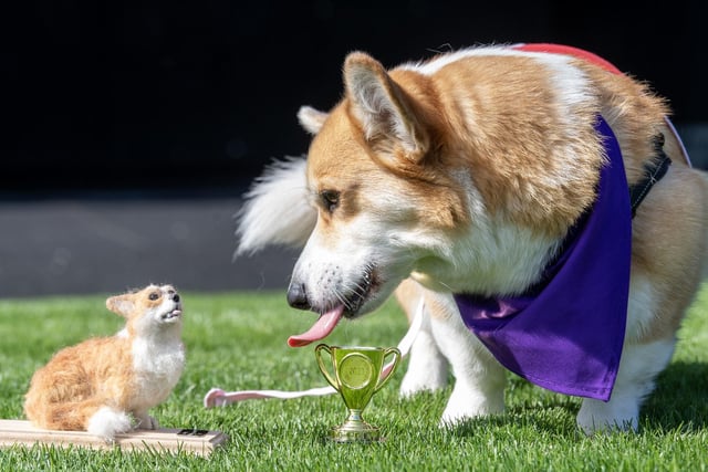 Rodney, winner of the Corgi Derby.