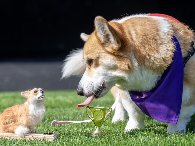 Rodney, winner of the Corgi Derby.