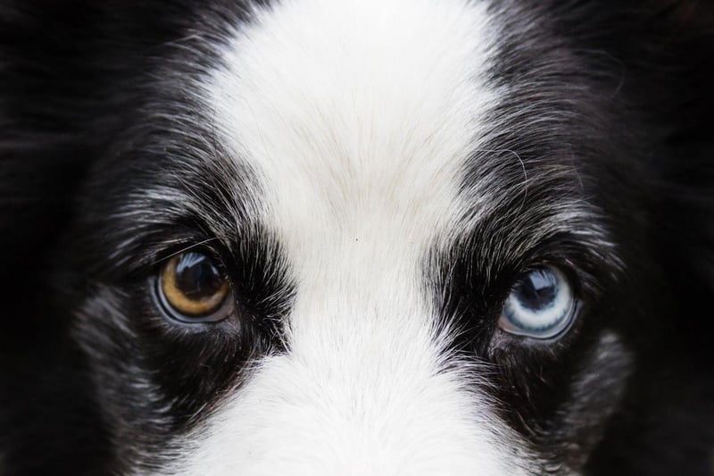 All Collies have the risk of developing Collie Eye Anomaly. It's an incurable condition affecting several different parts of the eye, but can be so mild that it isn't noticable. More extreme forms can cause blindness.
