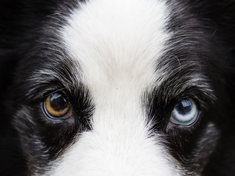 All Collies have the risk of developing Collie Eye Anomaly. It's an incurable condition affecting several different parts of the eye, but can be so mild that it isn't noticable. More extreme forms can cause blindness.