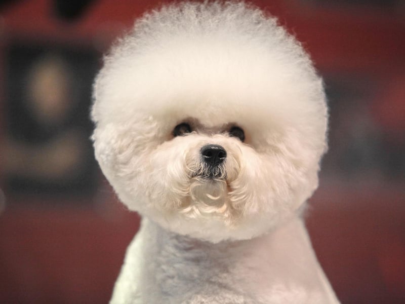A combination of its small size, sociable temperament and soft coat makes the Bichon Frise a highly sought after lapdog.