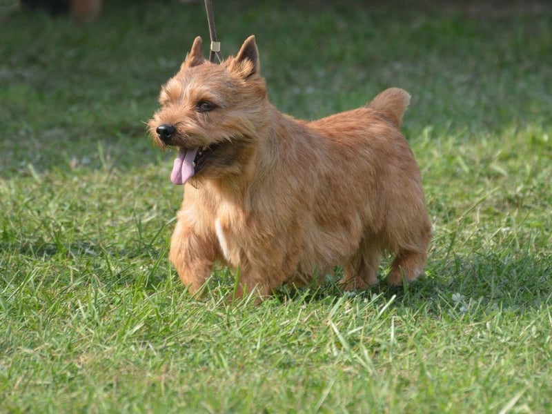 Named after the Glen of Imaal in Ireland's County Wicklow where they were first bred, the Glen of Imaal Terrier almost died out before being revived in the early twentieth century by Irish breeders. Legend has it that these dogs were used to to turn meat over fires for cooking.