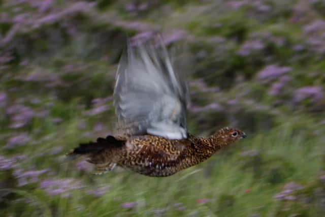 A grouse rises from the heather (Picture: Jeff J Mitchell/Getty Images)