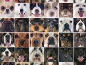 While some domestic breeds have seen their popularity soar over lockdown, others are heading towards extinction in the UK.