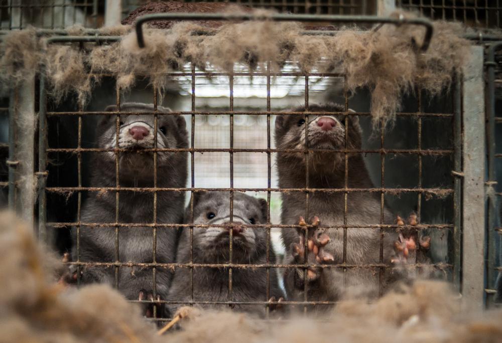 Denmark added to Scottish quarantine list amid outbreaks