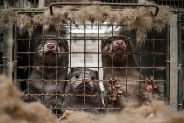 Denmark has been added to Scotland’s travel quarantine list after human outbreaks of a coronavirus variant linked to mink farms, the First Minister has confirmed.