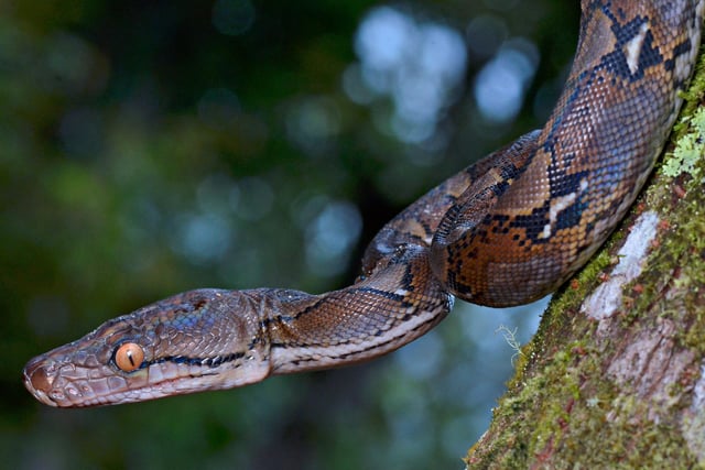 “I’ve been bitten by a python. It wasn’t a very big one…”