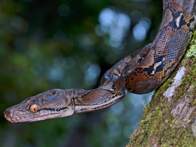 “I’ve been bitten by a python. It wasn’t a very big one…”