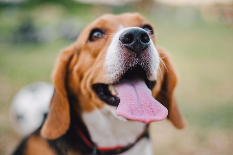 It may have never occurred to you to look inside your dog's ears but it's a key measure of health. You are wanting to see clean ears with a thin and shiny layer of wax. Excess wax, a nasty smell or a constant discharge is a sign of a problem.