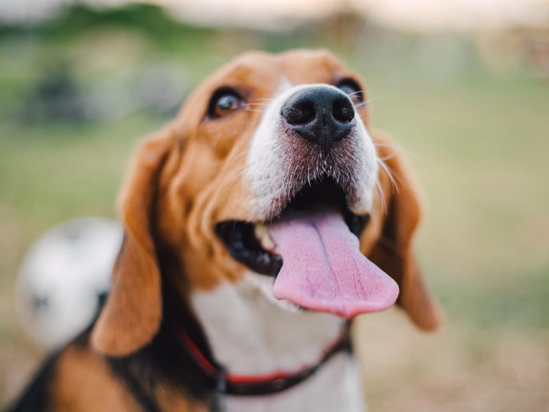 It may have never occurred to you to look inside your dog's ears but it's a key measure of health. You are wanting to see clean ears with a thin and shiny layer of wax. Excess wax, a nasty smell or a constant discharge is a sign of a problem.