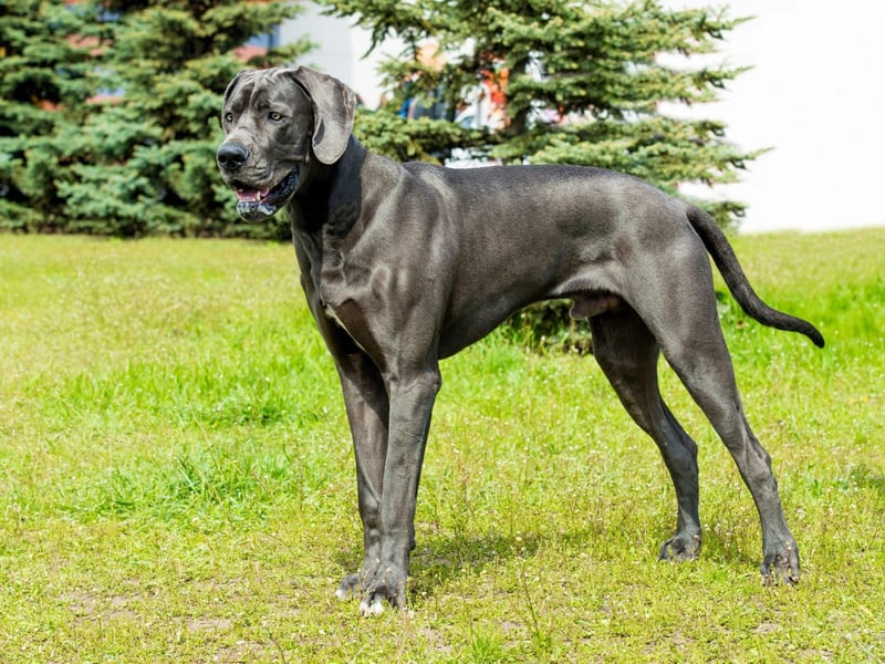 The tallest breed in the world is the mighty Great Dane, also known as the German Mastiff or Deutsche Dogge. Males stand 31-35 inches tall and females measure 28-33 inches, but some can grow far taller - with Zeus the Great Dane holding the world record at 44 inches in height.