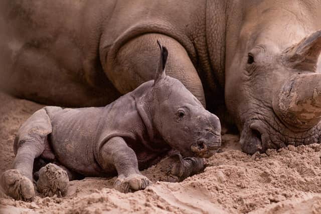 The as yet unnamed baby rhino was born on October 17