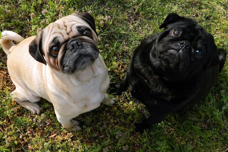 Pugs are known to have a special affinity with children and are likely to become best buddies with the youngest member of the family within a wag of a tail. They are eager to please, easy to train, and very loving.