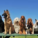 Certain dog names have become increasingly popular in recent years.