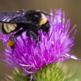 SOLASTA Bio, a spinout company of the University of Glasgow, specialises in creating eco-friendly pesticides that don't harm important pollinators such as bees