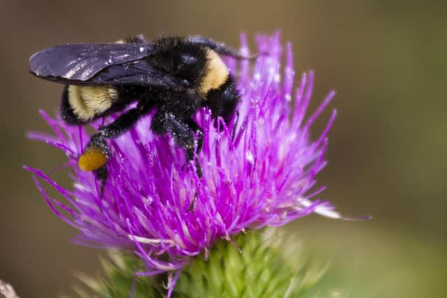 SOLASTA Bio, a spinout company of the University of Glasgow, specialises in creating eco-friendly pesticides that don't harm important pollinators such as bees