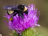 SOLASTA Bio, a spinout company of the University of Glasgow, specialises in creating eco-friendly pesticides that don't harm important pollinators such as bees