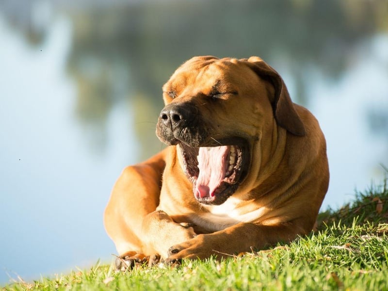 The Boerboel breed of dog is loyal, intelligent and calm in nature, especially with children. They are not suitable for first-time dog owners though, as they can be a challenge to train.