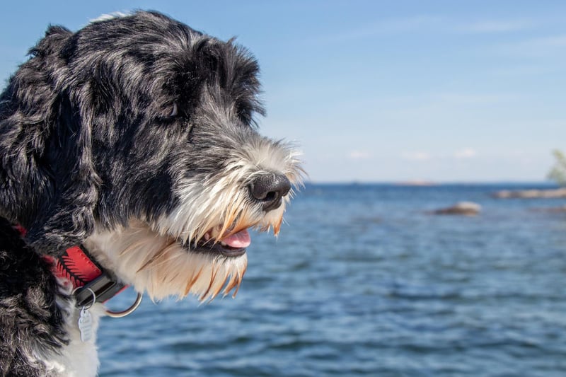 Moving to the pups that can make perfect pets for those with allergies. While the Portuguese Water Dog does shed hair, it's relatively thick and highly seasonal, so a regular grooming regime will keep allergy sufferers from suffering.
