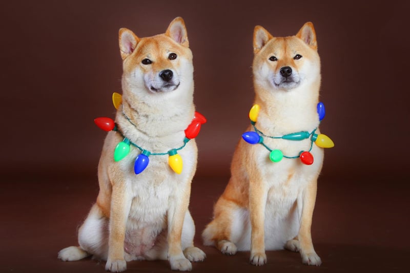 Originally the Shiba Inu was bred as a hunting dog - flushing and chasing small game like birds and rabbits in the mountainous areas of the Chūbu region of Japan.