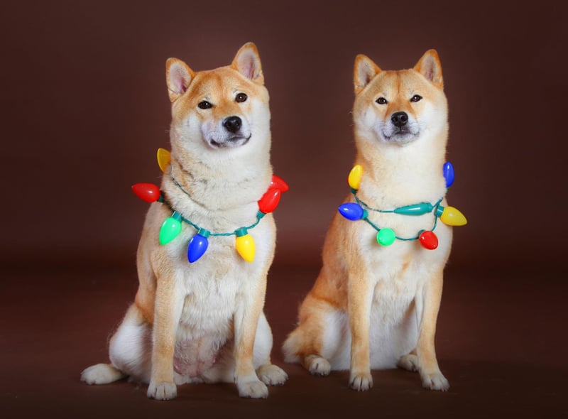 Originally the Shiba Inu was bred as a hunting dog - flushing and chasing small game like birds and rabbits in the mountainous areas of the Chūbu region of Japan.
