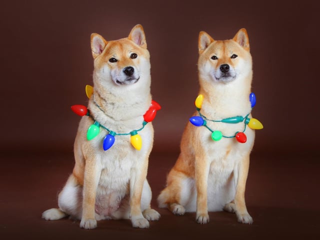 Originally the Shiba Inu was bred as a hunting dog - flushing and chasing small game like birds and rabbits in the mountainous areas of the Chūbu region of Japan.