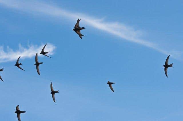 Common swifts (Apus apus) in flight in the skies over Edinburgh