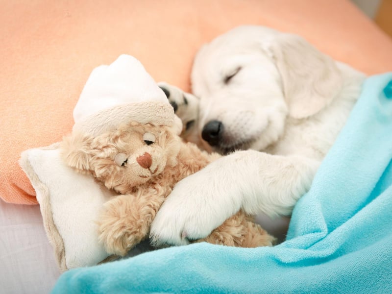 Meaning 'moon' in Latin, Luna is the fourth top pick of name for adorable Labrador puppies. In Roman mythology Luna was the moon goddess.