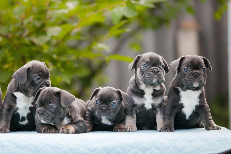 Certain dog names have become increasingly popular in recent years.