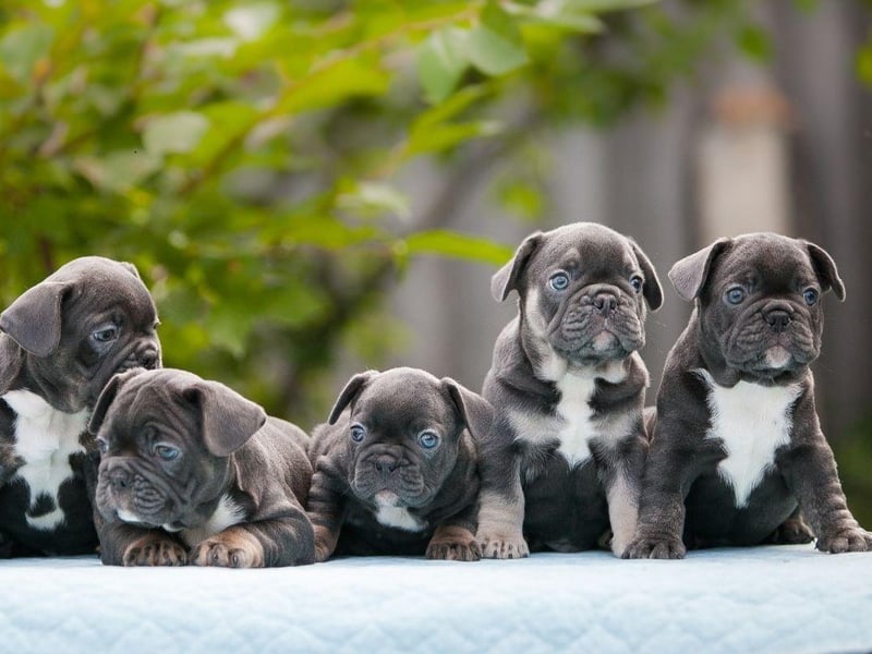 Certain dog names have become increasingly popular in recent years.