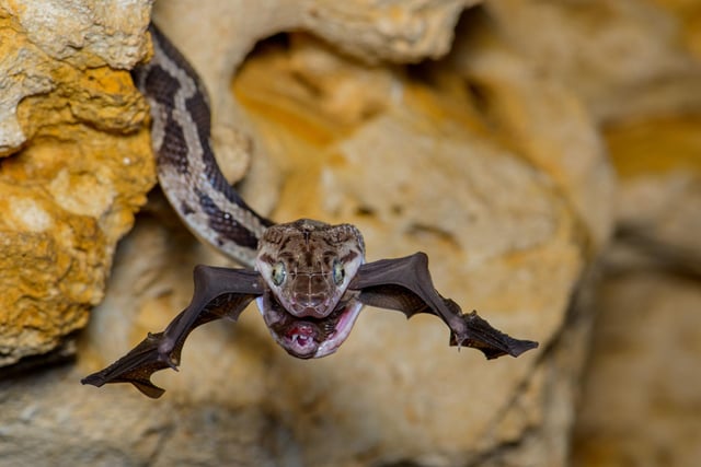 The bat-snatcher by Fernando Constantino Martinez Belmar, winner of the Behaviour: Amphibians and Reptiles category at the Wildlife Photographer of the Year competition. An exhibition of the top images submitted to the competition opens at the Natural History Museum in London on October 14, before going on a UK and international tour.