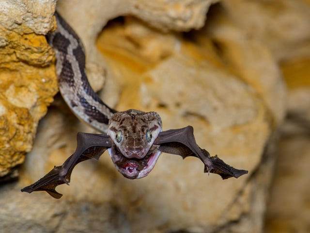 The bat-snatcher by Fernando Constantino Martinez Belmar, winner of the Behaviour: Amphibians and Reptiles category at the Wildlife Photographer of the Year competition. An exhibition of the top images submitted to the competition opens at the Natural History Museum in London on October 14, before going on a UK and international tour.