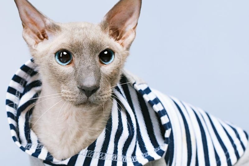 Energy packed, intelligent and curious, these bald cat breeds originate from Russia and have very large ears.