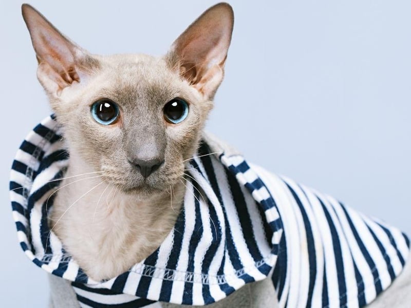Energy packed, intelligent and curious, these bald cat breeds originate from Russia and have very large ears.