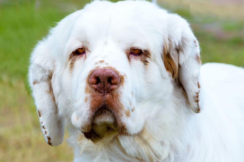 Equally happy as companion or hunting dogs, the American Kennel Club desribes the Clumber Spaniel as making "esteemed housemates". They are reliable, thoughtful, affectionate and calm in nature.